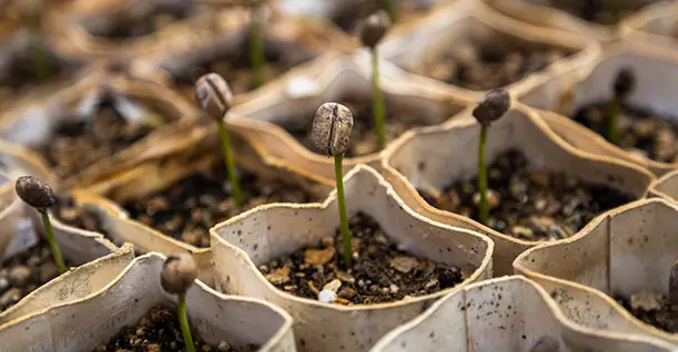 The Resilient Robusta: A Coffee with Character